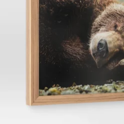 20" X 16" Bear Photography Framed Art Brown - Threshold™ -Fradel & Spies GUEST 8d29808a 8d0a 4121 a8c8 64d15cc45658
